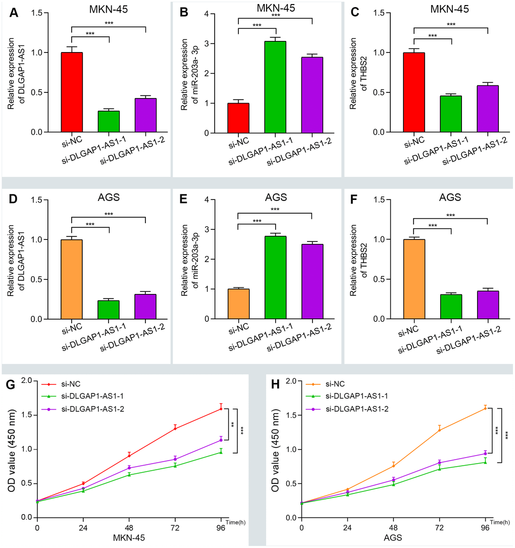 Verifying the ceRNA network through knockdown and CCK-8 assay. (A–F) The relative expression of DLGAP1-AS1 and THBS2 were significantly reduced after silencing DLGAP1-AS1, whereas the relative expression of miR-203a-3p was significantly increased in MKN-45 and AGC cell lines. (G–H) DLGAP1-AS1 knockdown efficiently suppressed MKN-45 and AGC cell proliferation, respectively. (*P 