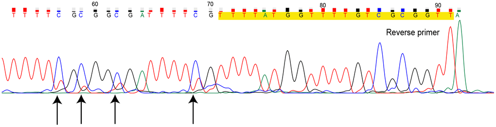 Direct sequencing for methylation-sensitive high-resolution melting (MS-HRM) product of sample TN07221. Primers are marked in yellow, black arrows indicate CpG sites with overlapping peak. (Dye blobs in the unidirectional Sanger sequencing result in uncertainty of bases at the beginning of sequence giving incomplete coverage. Hence, we only provided the definite part of the entire sequencing result.)