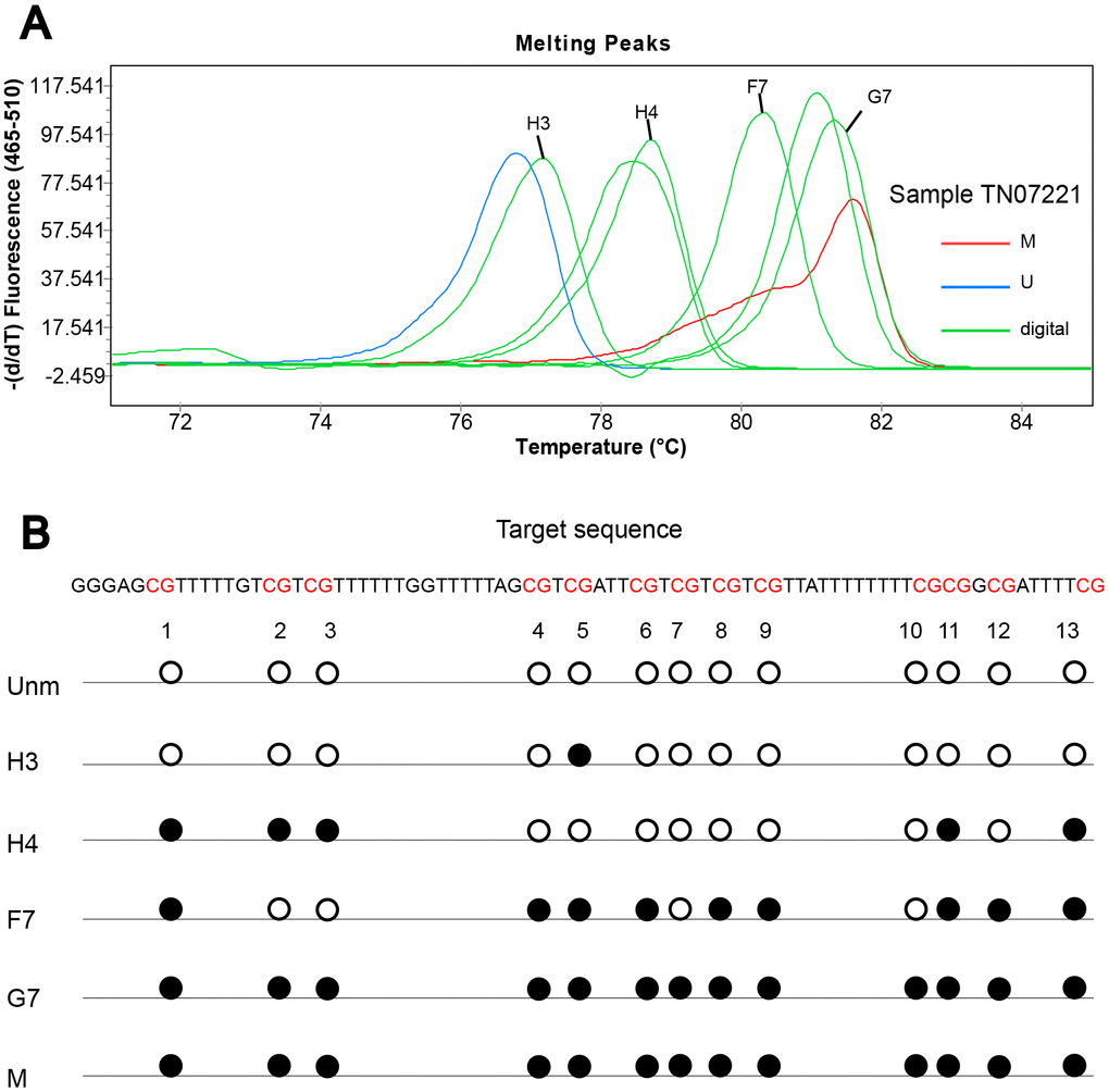 MSP for p15 methylation. Primers were for M sequence respectively