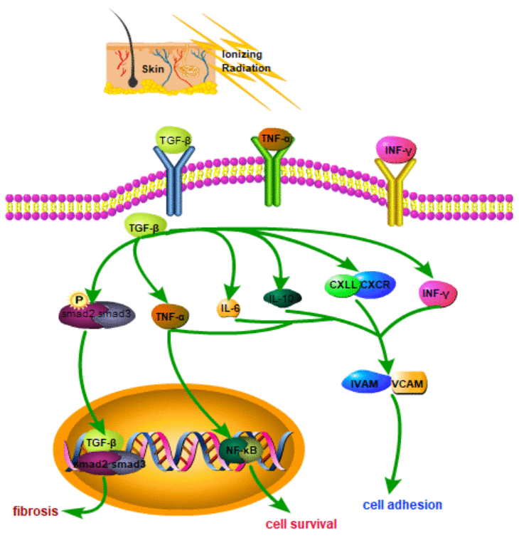 Schematic diagram of related molecular mechanisms that may be involved in RSI.