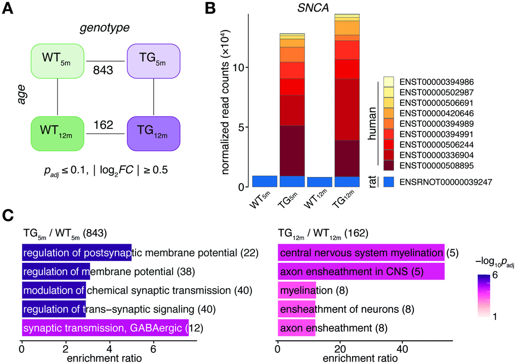 SNCA overexpression in rat causes age-dependent gene expression perturbations in frontocortical tissue. (A) Schematic diagram of experimental groups along the genotype (wild-type WT, transgenic TG), and age (5 and 12 months) axis highlighting number of differentially expressed genes (DEGs) between TG and WT rats using indicated significance cut-offs. (B) Composition and relative expression levels of rat and human SNCA transcript isoforms across experimental groups. (C) Overrepresented biological processes among 843 DEGs identified in 5-month-old (left panel) and among 162 DEGs in 12-month-old TG rats (right panel). Top five significant terms, their adjusted p-values, enrichment ratios, and DEG count shown.