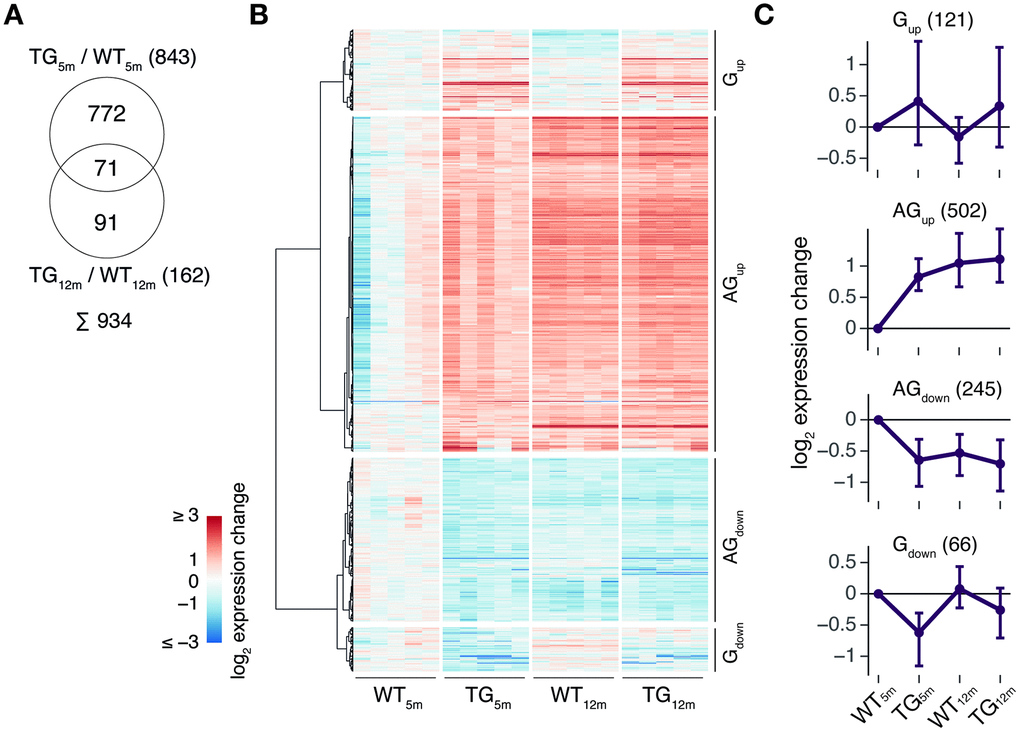 Gene expression patterns point to interactions between SNCA overexpression and age-related adaptations in gene activity. (A) Venn diagram comparing DEGs identified in 5- and 12-month-old TG rats. (B) Hierarchically clustered expression changes (relative to WT5m) for all 934 DEGs identified in 5- and 12-month-old TG rats partitioned into four main perturbance patterns. (C) Gene clusters (see B) summarized as expression medoids (±SD). Cluster cardinalities indicated in brackets.