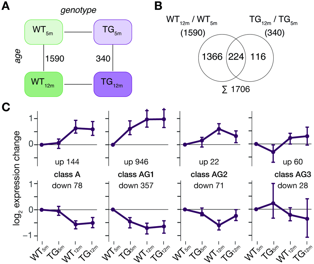 Age-related adaptations in frontocortical gene expression are perturbed in context of SNCA overexpression. (A) Schematic diagram of experimental groups highlighting differentially expressed genes between 5- and 12-month-old rats using the same significance cut-offs of padj ≤ 0.1 and │log2FC│≥ 0.5 as above. (B) Venn diagram comparing DEGs identified in WT and TG rats between 5 and 12 months of age. (C) Partitioning of 1706 DEGs based on their gene expression in 5- and 12-month-old WT and TG rats. Subplots show expression medoids (± SD) of eight primary gene clusters grouped into four classes. Cluster cardinalities indicated.
