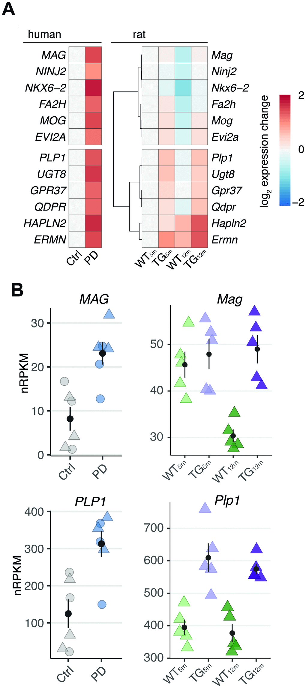 Genotype- and age-related perturbations in gene activity cause increase of myelin-linked genes in rats overexpressing SNCA and PD patients. (A) Left panel shows heatmap of expression changes in frontal cortex of PD patients relative to healthy controls for shared DEGs attributed to oligodendrocytes. Right panel shows hierarchically clustered rat expression changes (relative to WT5m) for the same DEGs. (B) Rat and human expression changes of PLP1 and MAG across experimental groups plotted as individual data points with mean ± SEM. For human data, circles represent females, rectangles males.