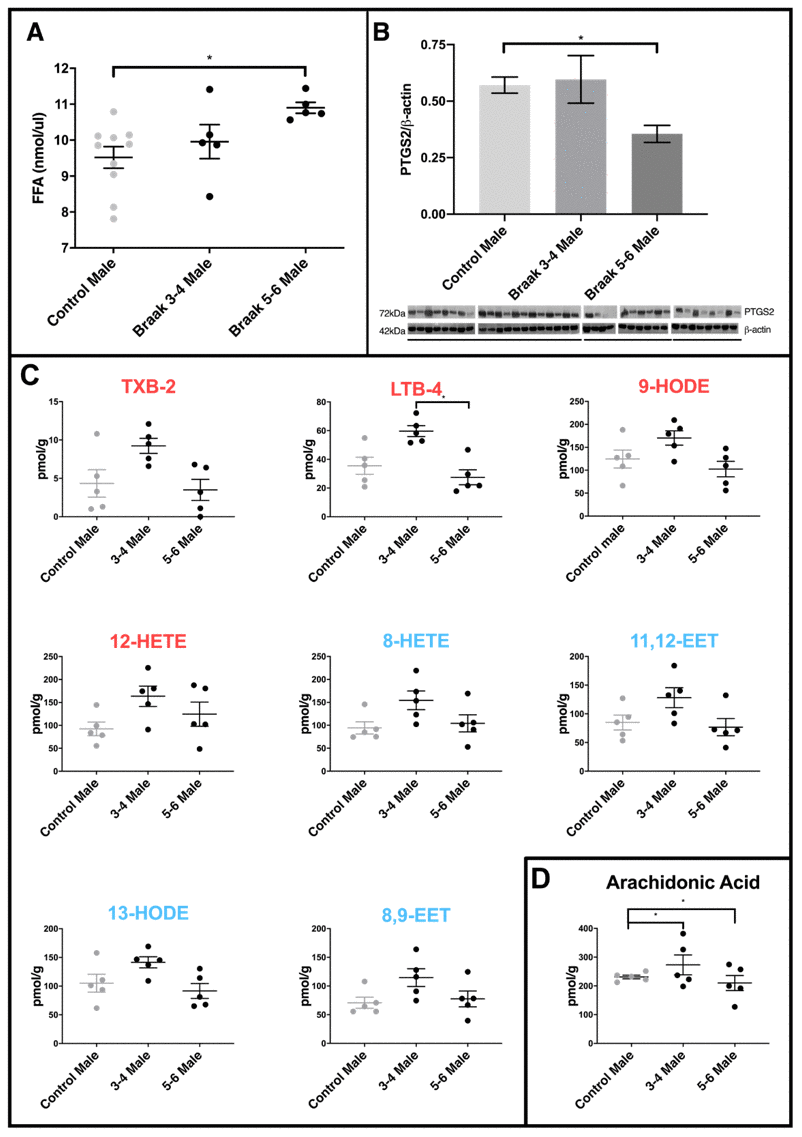 Comparison of PD cerebellar mitochondria with different Braak classification. (A) Free fatty acid concentration is increased in cerebellar mitochondria of PD Braak stage 5-6 males. A significant increase in FFA levels was shown in cerebellar mitochondria of Braak stage 5-6 males compared to age-matched controls (p=0.0164). No significant differences were apparent between PD Braak stage 3-4 and control. PD Braak 3-4 males (n=5), PD Braak 5-6 males (n=5), age-matched control males (n=10). Plots show mean values (nmol/μl) ± SEM (Kruskal-Wallis test with multiple comparisons). (B) Cerebellar levels of PTGS2 in PD Braak 5-6 mitochondrial fractions are lower compared with PD Braak 3-4 and controls. PTGS2 measured in enriched mitochondrial fractions were present in significantly lower quantities in the cerebellum of PD Braak 5-6 males compared to male controls (p=0.0307). No significant difference in PTGS2 levels were seen between PD Braak 3-4 and age-matched control. Mitochondrial PTGS2 levels, normalized to β-actin, were determined by Western blotting using mitochondrial and cytosolic fractions extracted from cerebellar tissue from age-matched male control (n=10) and PD Braak 3-4 (n=5) and 5-6 (n=4). Columns show the mean ±SEM (Kruskal-Wallis test with multiple comparisons). (C) Oxylipin concentrations in cerebellar mitochondria. LTB-4 is significantly decreased in PD Braak 5-6 males (n=5) compared to PD Braak 3-4 males (n=5); p=0.0139 (Kruskal-Wallis test with multiple comparisons). No significant differences were apparent between PD male groups and age-matched male controls (n=5). Red /blue titles represent pro- /anti-inflammatory, respectively. No significant changes were found between control males and PD Braak 5-6 males. Plots display mean concentration (pmol/g) ±SEM. Refer to Supplementary Table 5 for all p values (Kruskal-Wallis test with multiple comparisons). (D) Arachidonic acid levels in PD. Cerebellar mitochondrial arachidonic acid levels are similar in control males but significant variation is seen in PD Braak 3-4 and 5-6 males. Refer to Supplementary Table 4 for f values. All samples were age matched. PD Braak 3-4 male n=5; PD Braak 5-6 male n=5; control male n=5.