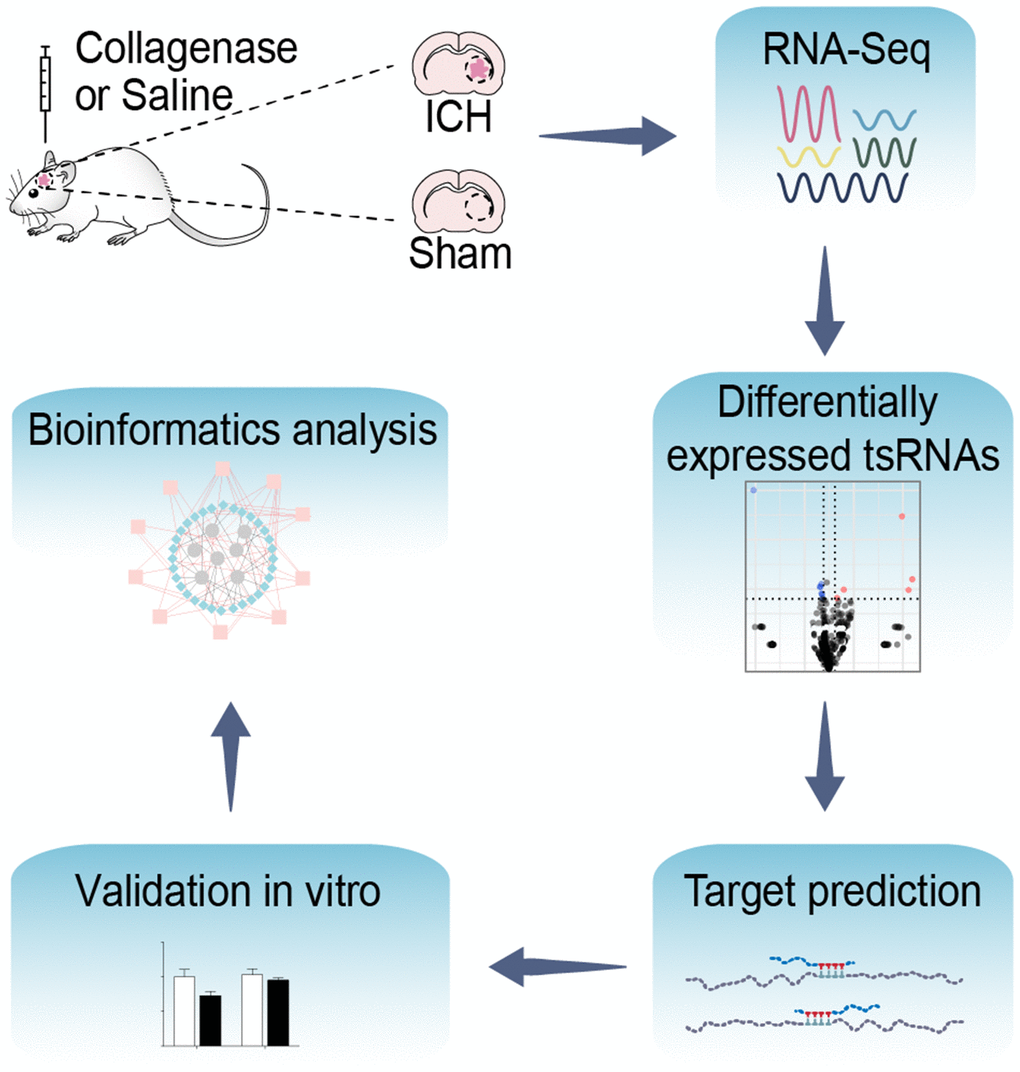 Flow chart of the present study. This study was designed as follows: rat brain tissues of ICH and sham were collected and then altered expressed tsRNAs with altered expression were obtained by RNA-Sequencing. Subsequently, we predicted and validated the mRNA targets of ICH-responsive tsRNAs. Furthermore, we evaluated the potential tsRNA functions post-ICH by bioinformatics tools. Finally, the bioinformatics results were validated in vitro.