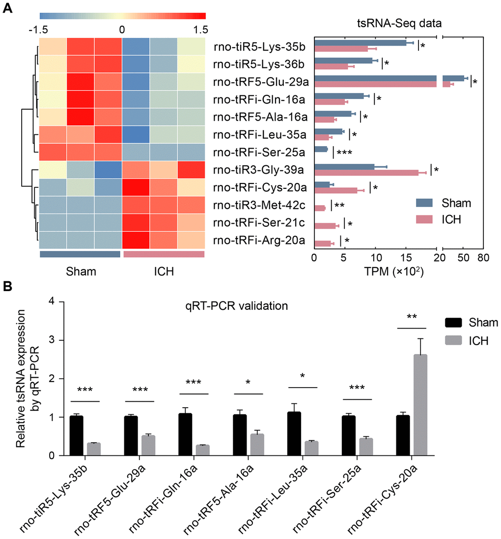 The validation of ICH-responsive tsRNAs. (A) The tsRNA-Seq data revealed 12 significantly changed tsRNAs. The 12 significantly changed tsRNAs are shown in the heat map (the left part of A). The expression levels of the 12 tsRNAs by RNA-sequencing data are exhibited in the bar chart (the right part of A). (B) The qRT-PCR results showed that among the 12 tsRNAs, only 7 tsRNAs were significantly changed. The 7 tsRNAs were confirmed as the actual ICH-responsive tsRNAs. Data are presented as the mean ± SEM, (n=3 each group in A, and n=6 each group in B), *PPP