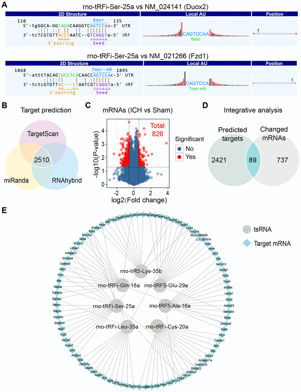 Integrative analysis to confirm the targets of 7 ICH-responsive tsRNAs. (A) The nucleotides of tsRNAs in the 5’ end could pair with the nucleotides of mRNAs in the 3’ end, which allow tsRNAs to target the mRNAs. The rno-tRFi-Ser-25a and its target mRNAs were selected to show the pairing method using TargetScan. (B) Venn plot indicating that 2510 target mRNAs of 7 ICH-responsive tsRNAs were predicted by 3 prediction algorithms simultaneously. (C) Volcano plot showing the mRNA profiles of the sham and ICH groups, among which 826 mRNAs were significantly changed (with the standard of fold change >1.5 and PD) The 2510 target mRNAs and 826 significantly changed mRNAs were integrated for integrative analysis, showing that 89 targets were significantly changed after ICH and might exert potential biological functions in ICH. (E) The 89 target mRNAs of 7 ICH-responsive tsRNAs are illustrated by Cytoscape software.