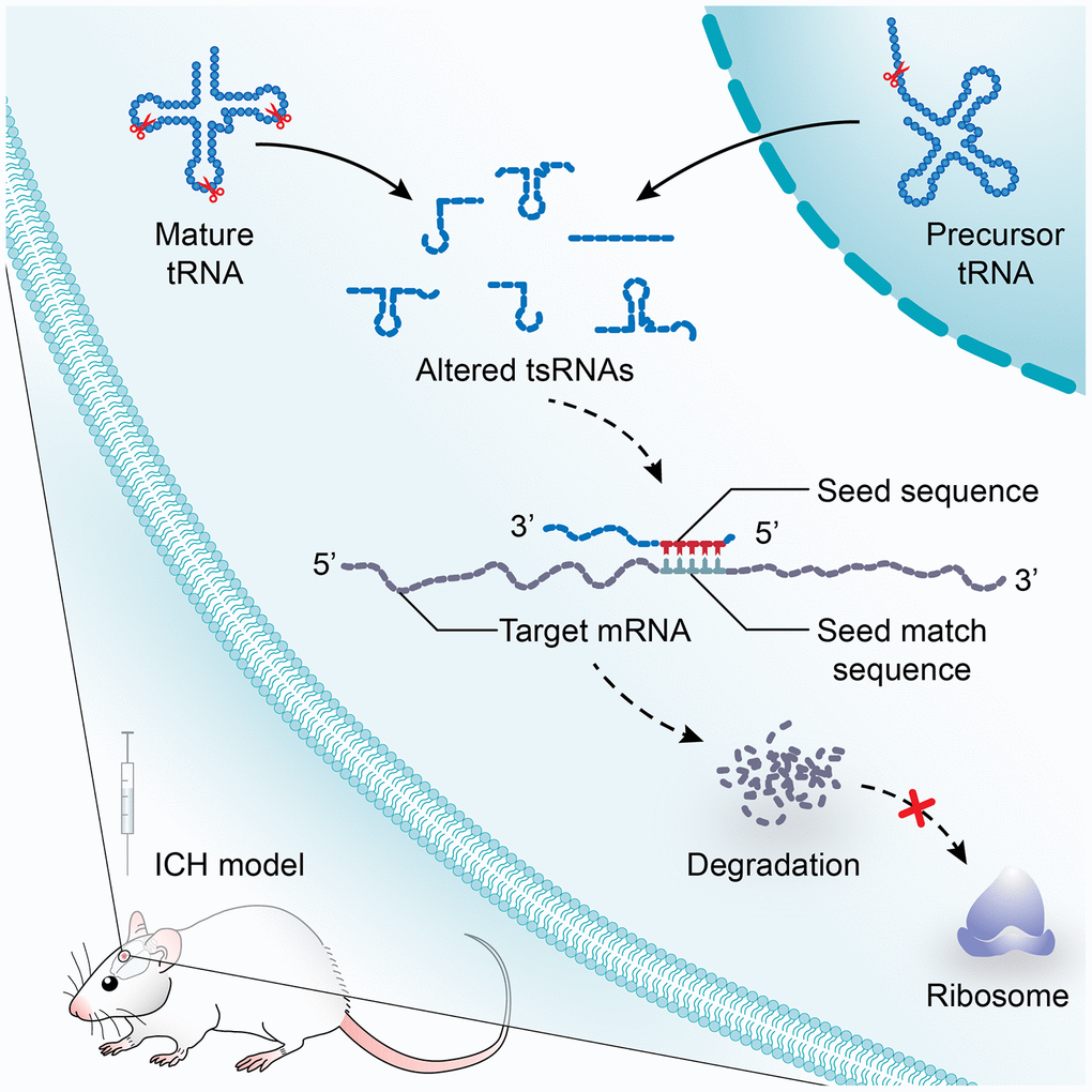 A model illustrating the study on the potential functions of tsRNAs after ICH. tsRNA is a novel class of short non-coding RNA cleaved from mature or precursor tRNA transcript. In a manner similar to miRNAs, tsRNAs containing some seed sequences might pair with the crosslink-centered regions of target mRNAs, leading to mRNA degradation. After ICH, the profile expression of tsRNAs is altered significantly. The subsequent effects on mRNA targets will lead to the changes of biological functions and to post-ICH pathophysiology.