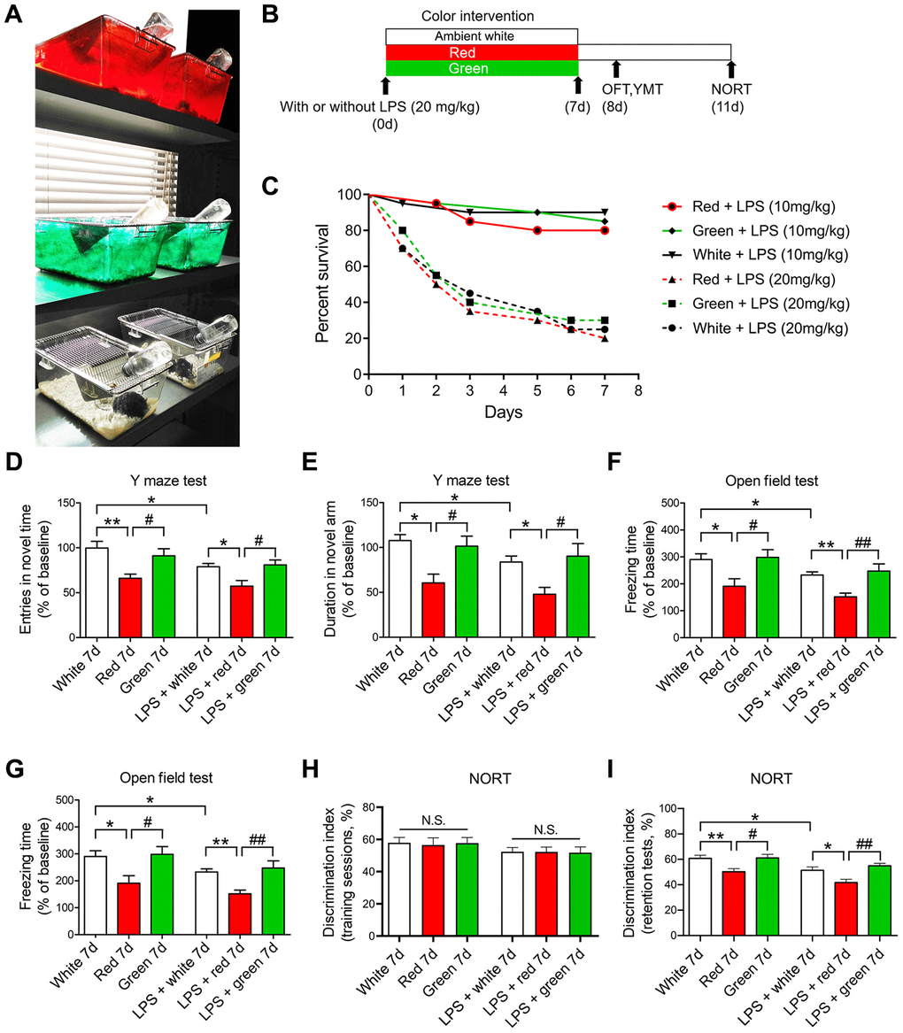 Red light exposure induces cognitive impairment in non-LPS-treated and LPS-treated mice. (A, B) Treatment schedule. Mice were treated with or without LPS (20 mg/kg), and then were exposed to light for seven days. Non-LPS-treated mice and LPS-treated mice were scheduled for open field and Y maze tests on day 8 and a NORT on day 11. (C) Survival curves (n = 20/group). The survival rate did not differ significantly among the red, green and ambient white light-exposed groups seven days after the administration of LPS (10 or 20 mg/kg). (D–I) Red light exposure impaired spatial learning and memory and induced anxiety-like behavior compared with ambient white light and green light exposure in mice, as evidenced by the reduced frequency of entering the novel arm (D) and the reduced time spent in the novel arm (E) in the Y maze test, the reduced time spent in the center (F) and the reduced freezing time (G) in the open field test, and the reduced time exploring the novel object (H, I) in the NORT. Data are shown as the mean ± SEM (n = 6-8/group). *P **P #P ##P 