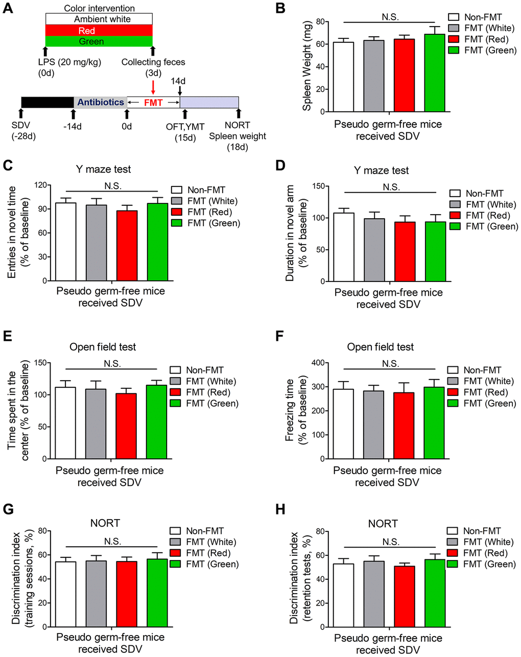 Effects of SDV on pseudo germ-free mice transplanted with fecal microbiota. (A) Treatment schedule. Mice underwent a splenectomy 28 days before FMT. After 14 days, the mice were given large doses of antibiotics for 14 days. Then, the mice were orally administered fecal microbiota from 20 mg/kg LPS-treated septic mice that had been exposed to light for three days. On days 15 and 18, behavioral tests were performed. Subsequently, the mice were euthanized, and their spleens were collected and weighed. (B) Pseudo germ-free mice that underwent SDV exhibited no significant differences in spleen weight after being transplanted with fecal microbiota from different groups. The mice also had similar behavioral performances, as evidenced by the lack of significant difference in the frequency of entering the novel arm (C) and the time spent in the novel arm (D) in the Y maze test, the time spent in the center (E) and the freezing time (F) in the open field test, and the time exploring the novel object (G, H) in the NORT. Data are shown as the mean ± SEM (n = 6/group). N.S., not significant.