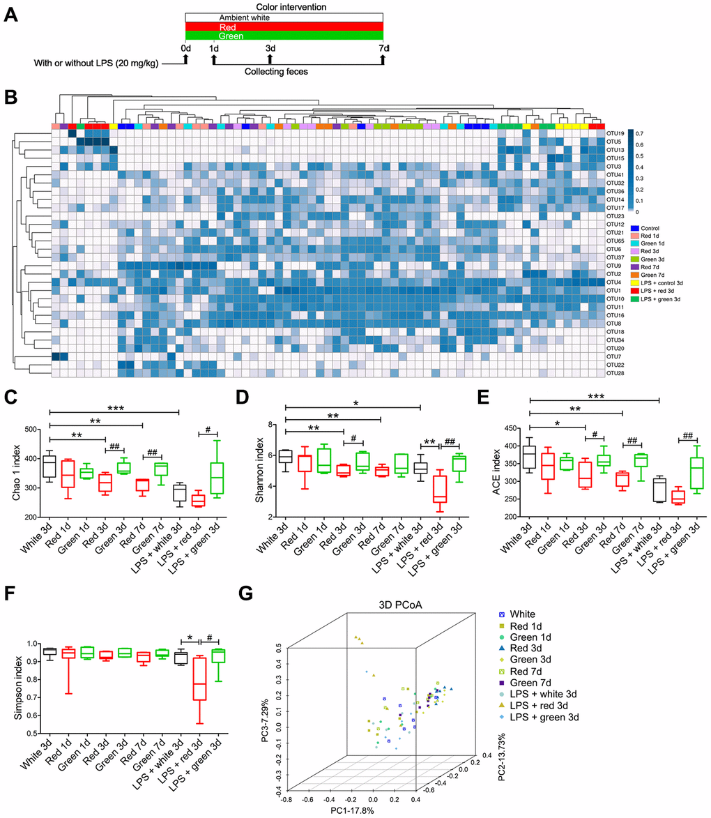 Differential gut microbial profiles of non-septic and septic mice after light exposure. (A) Treatment schedule. Mice were treated with or without LPS (20 mg/kg), and then were exposed to light for seven days. Fresh feces were collected on days 1, 3 and 7 for 16S rRNA gene sequencing. (B) Heat map of the fecal bacterial abundances in the different groups. LPS administration and red light exposure reduced the richness of the intestinal flora and altered the gut microbial composition, as determined using the Chao 1 index (C), Shannon index (D), ACE index (E), Simpson index (F) and 3D principal coordinate analysis (G). Data are presented as the mean ± SEM (n = 6-7/group). *P **P ***P #P ##P 