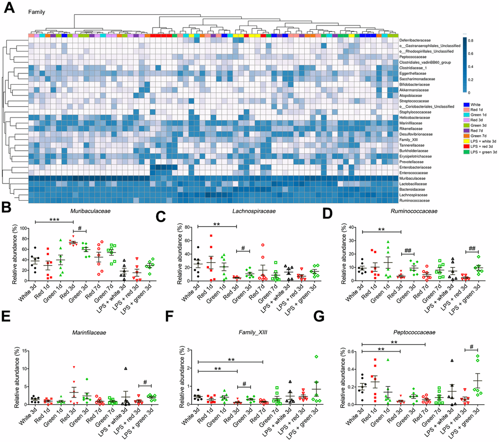 Altered gut bacterial composition at the family levels. (A) Relative abundance at the family level in the different groups. (B) Red light exposure increased the abundance of Muribaculaceae in non-LPS-treated mice on day 3 relative to ambient white light or green light exposure. (C) The abundance of Lachnospiraceae was lower in mice exposed to red light than in those exposed to ambient white light or green light. (D) Red light exposure reduced the abundance of Ruminococcaceae in non-septic mice on day 3 relative to ambient white light or green light exposure, as well as in septic mice on day 3 relative to green light exposure. (E) Red light exposure reduced the abundance of Marinfilaceae relative to green light exposure in septic mice on day 3. (F) Red light exposure reduced Family-XIII on days 3 and 7 relative to ambient white light exposure. LPS administration increased the abundance of Family-XIII in mice exposed to red light. (G) Red light exposure reduced the abundance of Peptococcaceae in non-septic mice on days 3 and 7 relative to ambient white light exposure, as well as in septic mice on day 3 relative to green light exposure. Data are presented as the mean ± SEM (n = 6-7). **P ***P #P ##P 