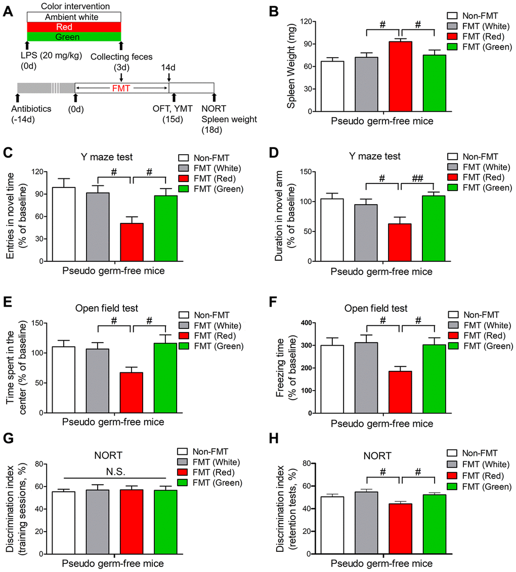 Splenic and behavioral effects of fecal microbiota transplantation on pseudo germ-free mice. (A) Treatment schedule. Mice received drinking water containing large doses of antibiotics for 14 consecutive days. Thereafter, the mice were orally treated with fecal microbiota from 20 mg/kg LPS-treated septic mice that had been exposed to light for three days. On days 15 and 18, behavioral tests were performed. Then, the mice were euthanized and their spleens were collected and weighed. (B) Pseudo germ-free mice transplanted with fecal microbiota from mice that had been treated with LPS and then exposed to red light displayed significant splenomegaly. They also exhibited remarkable cognitive impairment, as demonstrated by the reduced frequency of entering the novel arm (C) and the reduced time spent in the novel arm (D) in the Y maze test, the reduced time spent in the center (E) and the reduced freezing time (F) in the open field test, and the reduced time exploring the novel object (G, H) in the NORT. Data are shown as the mean ± SEM (n = 6-7/group). N.S., not significant, #P ##P 