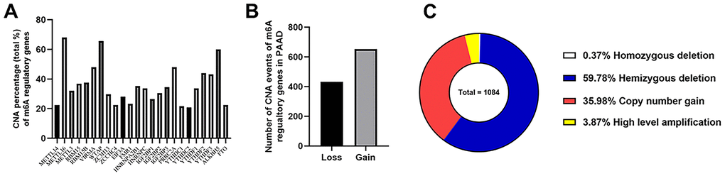 Landscape of CNA events for m6A regulatory genes in PAAD. (A) Percentage of PAAD samples with CNAs of the m6A regulators based on the data from TCGA. (B) Events of copy number gain or loss of m6A regulatory genes in ccRCC samples. (C) Proportion of four kinds of CNA vents.