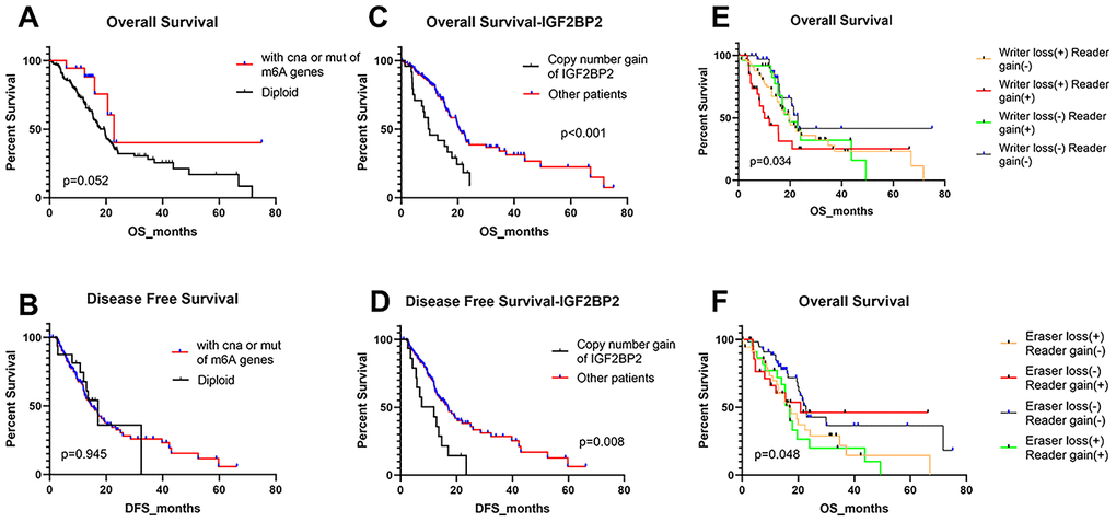 Overall survival and disease-free survival of PAAD patients with different kinds of CNA and/or mutation patterns. (A, B) OS and DFS for patients with any CNAs or mutations of m6A regulatory genes or with diploid genes. (C, D) OS and DFS for patients with copy number gain of IGF2BP2 or other patients except for them. (E) OS of PAAD patients with simultaneous alterations of writer genes and reader genes. (F) OS of PAAD patients with simultaneous alterations of eraser genes and reader genes.