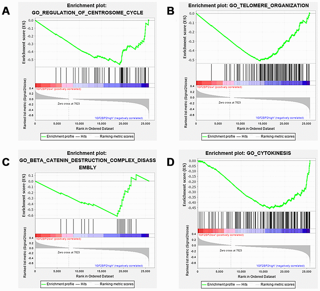 GSEA results of different expression level of IGF2BP2. Gene set enrichment plots of (A) regulation of centrosome cycle; (B) telomere organization; (C) β-catenin destruction complex disassembly; (D) cytokinesis. Group of IGF2BP2 low expression was compared with group of high expression.