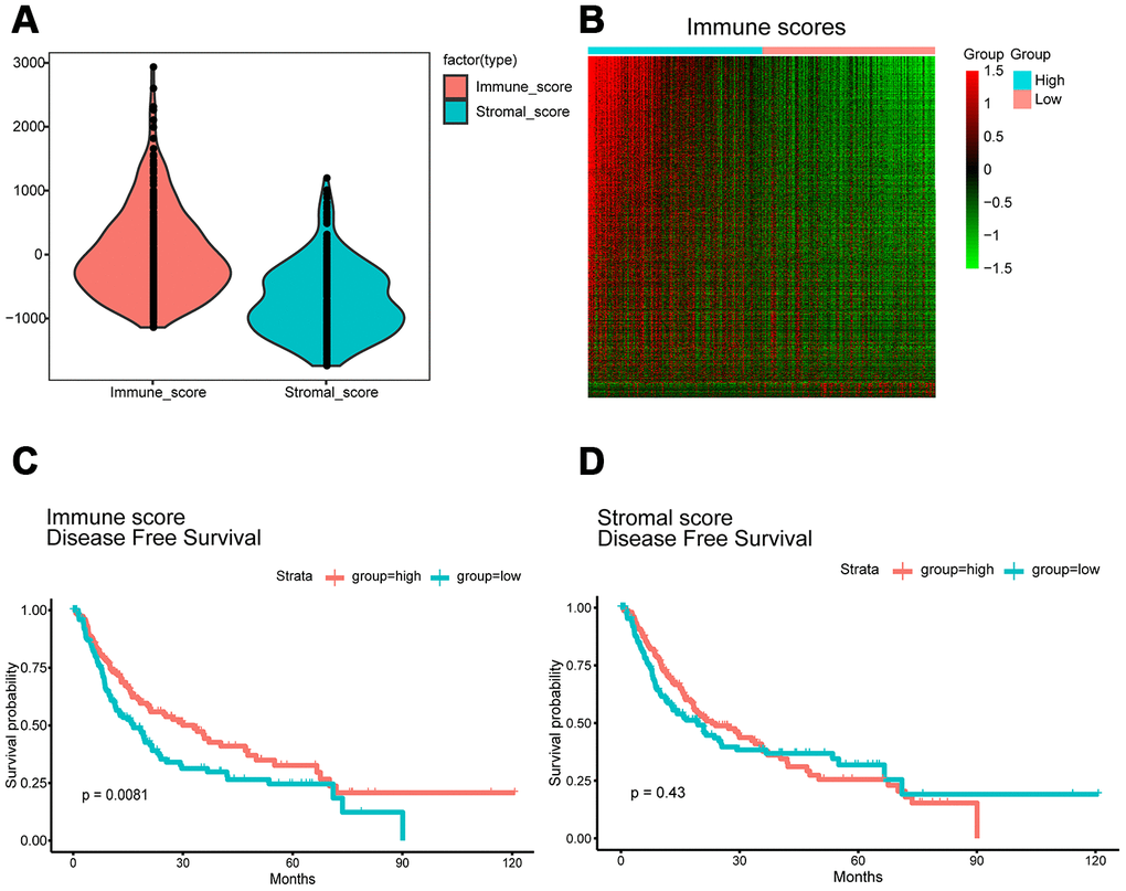 Immune scores and stromal scores are associated with HCC disease-free survival. (A) TCGA liver cancer expression profile data using ESTIMATE method to calculate immune score and matrix score. Box-plot shows that the level of Immune scores and stromal scores. (B) Heatmap of the DEGs of immune scores of top half (high score) vs. bottom half (low score). p1). Genes with higher expression are shown in red, lower expression are shown in green, genes with same expression level are in black. (C) HCC cases were divided into two groups based on their immune scores. Median disease-free survival of the high score group is longer than low score group (log-rank test, pD) Similarly, HCC cases were divided into two groups based on their stromal scores. The median disease-free survival of the low score group is longer than the high score group (log-rank test p=0.43), however, it is not statistically different.