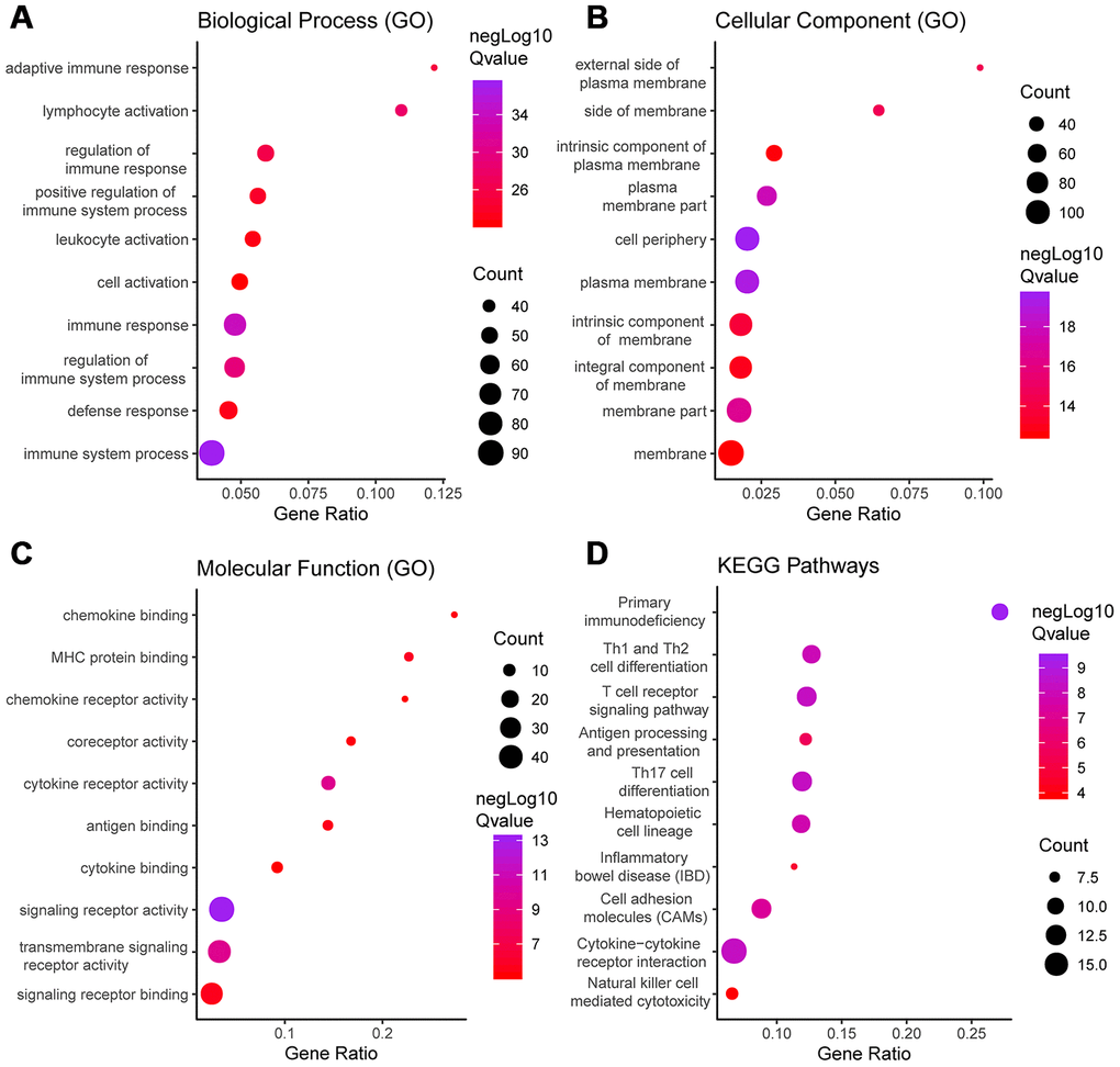 GO term and KEGG pathway analysis for DEGs significantly associated with disease-free survival. Top pathways with FDR 1.301 are shown: (A) biological process, (B) cellular component, (C) molecular function, and (D) KEGG pathway.