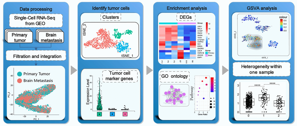 Schematic representation of the study strategy. Our study strategy included quality control, data integration and filtration of transcriptome data, cell clustering and identification of heterogeneous tumor cells from the same tumor samples, functional enrichment analysis, gene set variation analysis (GSVA), and tumor cell subgroup analysis.