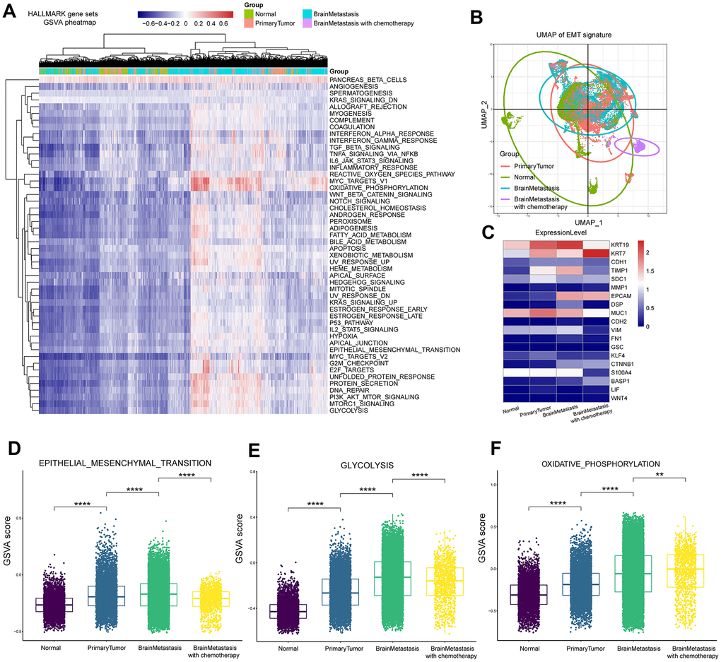 Gene set variant analysis of LUAD patient samples from primary tumors and brain metastases. (A) Heatmap of 50 cancer hallmark gene sets in primary LUAD and brain metastasis samples. The color index from navy blue to red indicates low to high expression of the gene sets. (B) The UMAP graph shows the diversity of EMT gene expression in the primary LUAD and brain metastasis samples at different stages of cancer progression. (C) Heatmap shows the mean expression of EMT-associated genes in the primary LUAD and brain metastasis samples at different stages of cancer progression. (D) The box plot shows the expression of the EMT pathway genes in the primary LUAD, brain metastasis (with or without chemotherapy) samples. (E) The box plot shows the expression of the glycolysis pathway genes in the primary LUAD and brain metastasis (with or without chemotherapy) samples. (F) The box plot shows the expression of the oxidative phosphorylation pathway genes in the primary LUAD and brain metastasis (with or without chemotherapy) samples