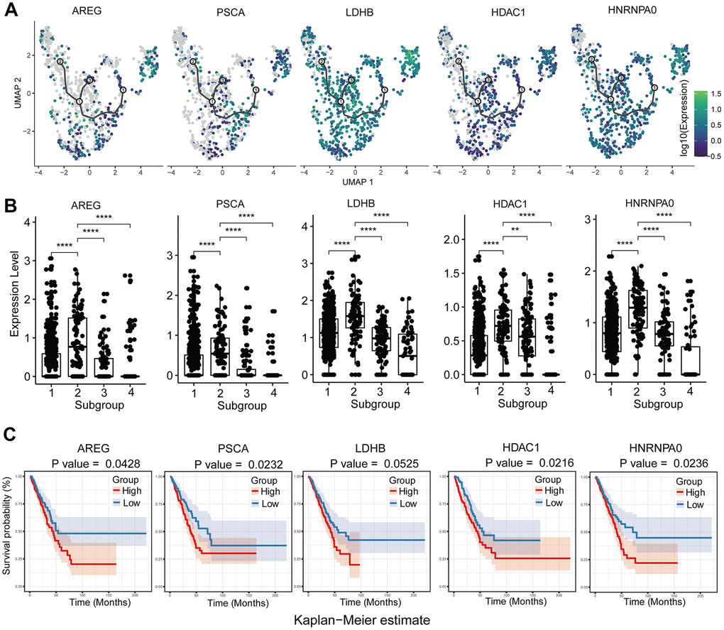 Analysis of upregulated genes in GSM3516671-subgroup 1 cells associated with chemotherapy resistance. (A) Increased expression of chemotherapy resistance-associated genes with pseudotime extension of single cell trajectories. (B) Comparative analysis of the expression of chemotherapy resistance-associated genes in subgroups 1-4 of the GSM3516671 sample. (C) Survival analysis based on the high- or low-expression of these chemotherapy resistance-related genes in the TCGA LUAD dataset (n=510).