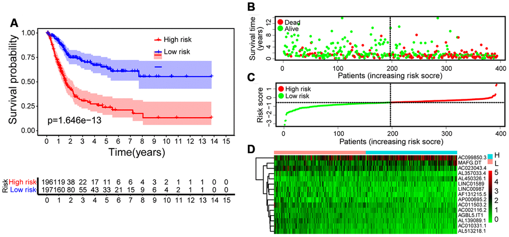 Construction of risk score model. (A) Kaplan-Meier survival analysis of bladder cancer patients shows that the high-risk group had significantly worse OS than the low-risk group. (B) Survival rate and survival status of bladder cancer patients. (C) The distribution of 15-lncRNA risk scores for each patient. (D) Heatmap of 15 lncRNAs in the low-risk group and the high-risk group. Cold colors represent low expression and warm colors represent high expression.