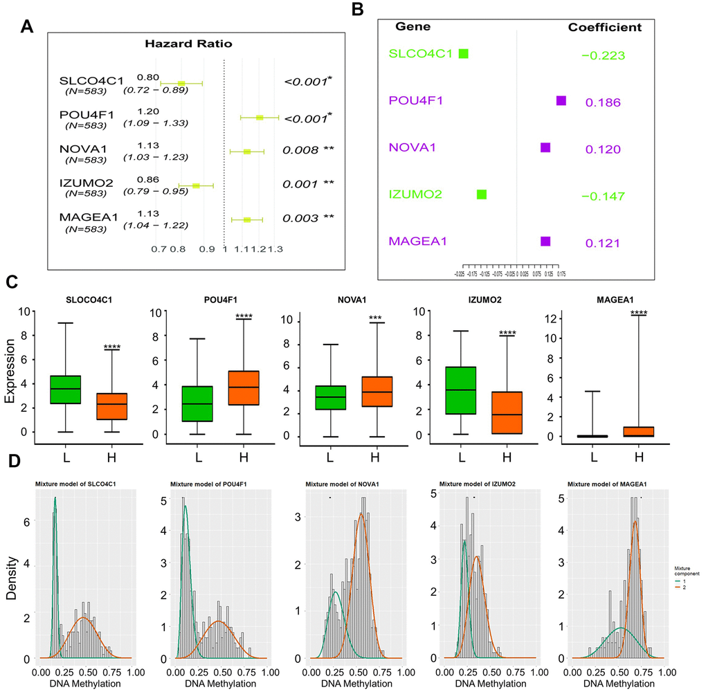 (A) Hazard Ratio of genes form the survival model; (B) Coefficient of genes form the survival model; (C) Expression of five genes in high-risk and low-risk groups, (“L”: low-risk group, “H”: high-risk group), Mann–Whitney test was used to evaluate the differences between the two groups,****: p-value D) Mixture models of five genes.