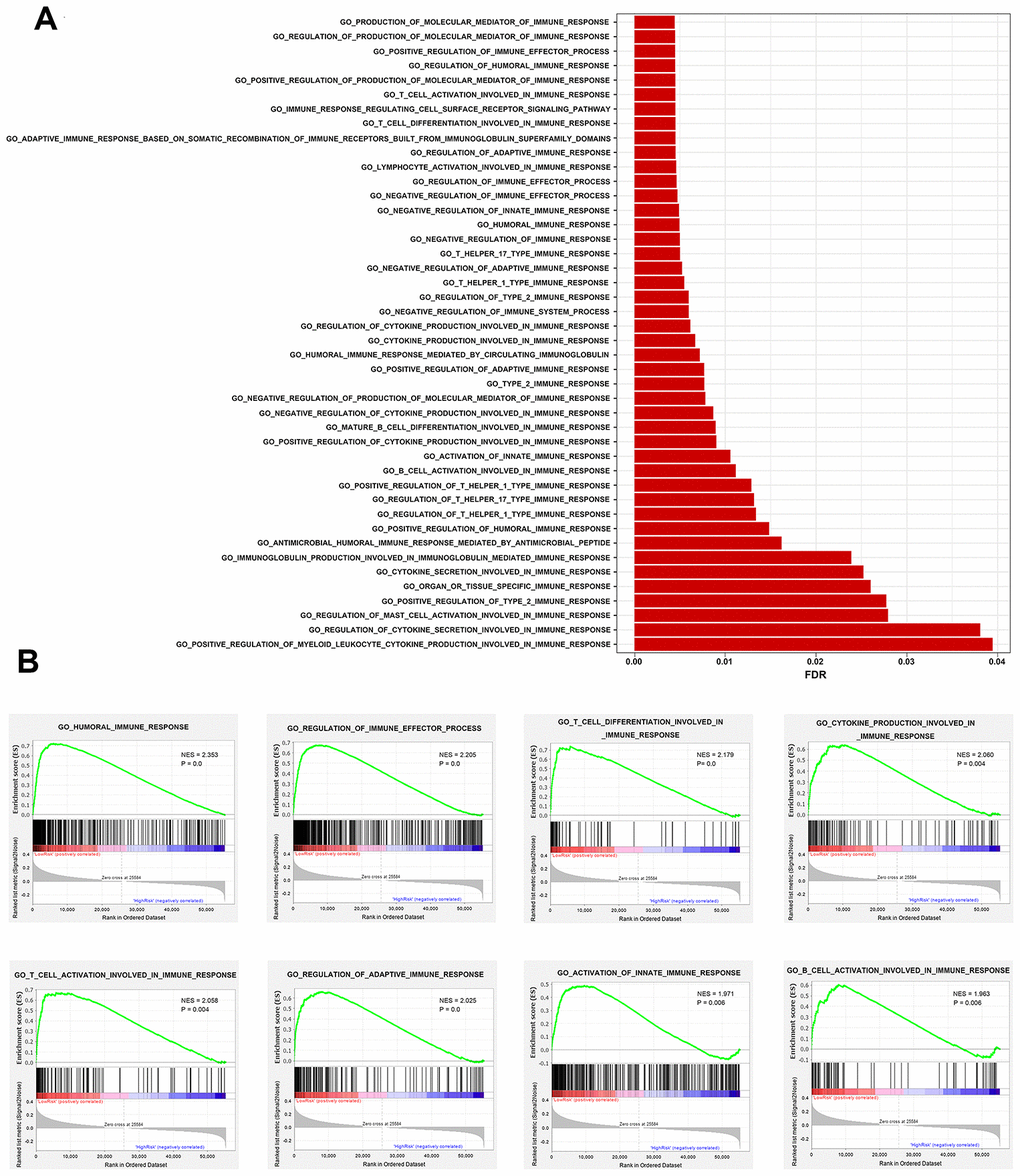 Comparison of immune traits between high-risk and low-risk groups via gene set enrichment analysis. (A) Enriched immunity-related GO terms. (B) Representative immunity-related terms positively correlated with low risk.