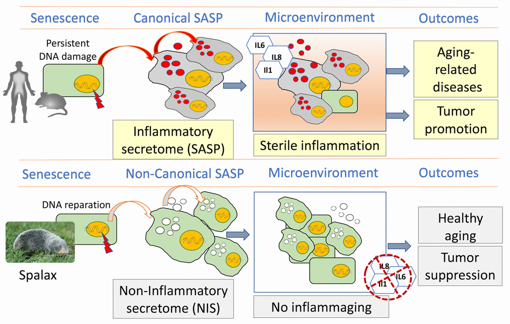 Schematic diagram showing the differences between canonical inflammatory SASP (human / mouse) and non-inflammatory secretome (NIS) in Spalax and their effects on homeostasis in aging tissues. Canonical secretome of senescent cells comprises a specific pattern of inflammatory mediators and growth factors that may induce senescence in surrounding cells, an effect known as "bystander senescence". The accumulation of senescent cells in aging leads to the amplification of SASP, which in turn modulates the surrounding tissues and causes the so-called "sterile inflammation"- a microenvironment that supports most age-related pathologies, including malignant neoplasms. Due to the efficient DNA repair and other mechanisms, Spalax senescent cells do not produce the main inflammatory factors that are involved in the development of age-related pathologies. Hence, when these cells transmit senescence to surrounding cells via the paracrine factors of "non-inflammatory secretome" (NIS), the recipient cells also do not elicit an inflammatory response and therefore cannot maintain "sterile inflammation" and cancer development in older Spalax.