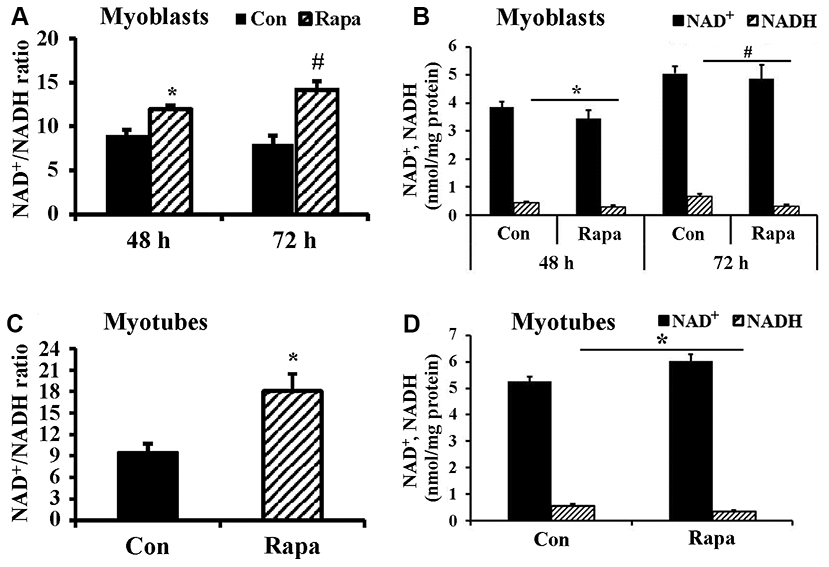 Effect of rapamycin on NAD+/NADH ratio of longer-term cultured C2C12 myoblasts and myotubes. (A) NAD+/NADH ratio of C2C12 myoblasts (2×105 cells/well) cultured for 48 h and 72 h, then were treated by rapamycin (100 nM) for 24 h, respectively. *, P t test. # P B) NAD+ and NADH concentration of C2C12 myoblasts. *, P P C) NAD+/NADH ratio of C2C12 myotubes treated by rapamycin (100 nM) for 24 h. *, P D) NAD+ and NADH concentrations of C2C12 myotubes treated by rapamycin (100 nM) for 24 h. *, P 