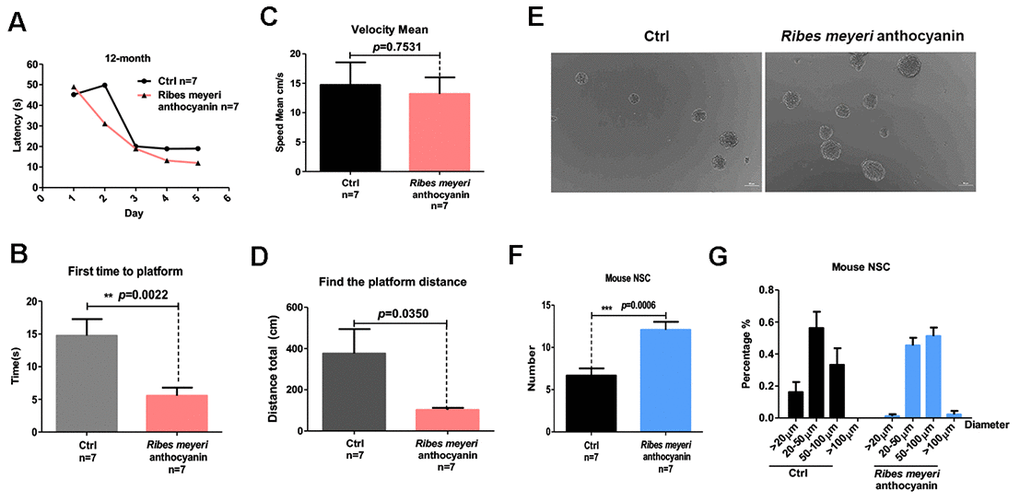 Ribes meyeri anthocyanins enhance mouse memory and learning abilities by increasing neural stem cells (NSCs). (A) Time taken to find the platform. (B) Time taken to first reach the platform. (C) Mean velocity to find the platform. (D) Distance swum before finding the platform. (E, F) Treatment with R. meyeri anthocyanins increased neurosphere number and size compared with controls. (G) Neurospheres of 50–100 μm in size were increased in number by R. meyeri anthocyanin treatment in mice. Data are presented as the mean ± SD of three independent experiments. *P P P n” indicates the number of animals in each experimental group.