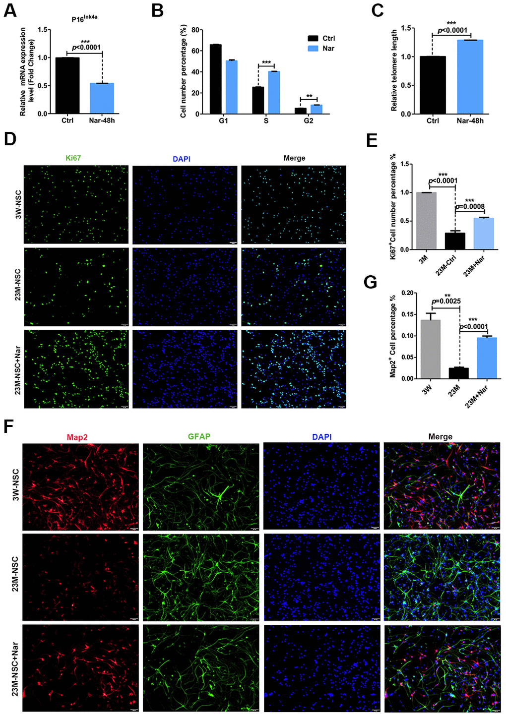 Effect of naringenin (Nar) on senescence of mouse neural stem cells (mNSCs). (A) p16ink4a mRNA expression was measured by qRT-PCR in 23M-NSCs with and without treatment of 6.8 μg/mL Nar for 48 h. (B) Cell cycle phase distributions of 23M-NSCs treated with Nar for 48 h and control cells. (C) The relative telomere length of 23M-NSCs increased significantly with Nar treatment. (D) Immunofluorescence Ki67 staining of mNSCs treated with Nar for 48 h, with DAPI nuclear labeling. (E) Quantification of (D). (F) Representative fields of MAP2 and GFAP immunofluorescence staining of cultured mNSCs after control and Nar treatment. (G) Quantification of (F). Data are presented as the mean ± SD of three independent experiments. *P P P 