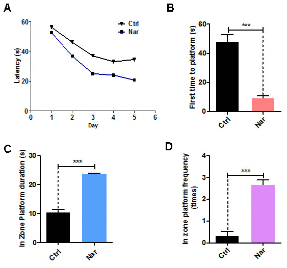 Naringenin (Nar) enhances memory and learning abilities in aging mice. (A) Escape latency of Nar-treated aging mice was shorter compared with the control group. (B) Time taken to first reach the platform was shorter in Nar-treated aging mice than in the control group. (C) Duration of time spent in the platform zone. (D) Frequency of being observed in the platform zone for Nar-treated aging mice compared with the control group. Data are presented as the mean ± SD of three independent experiments. *P P P n” indicates the number of animals used for each experimental group.