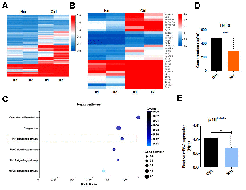 Tumor necrosis factor (TNF)-α plays an essential role in naringenin (Nar)-mediated anti-aging effects. (A) Summary of gene expressions in mouse blood, as determined by RNA-seq. (B) Heatmap showing differentially expressed genes (DEGs) in the blood between control and Nar-treated mice. DEGs were identified by a fold change of > 2.0 or C) Bar graph showing the major correlated signaling pathways. (D) Heatmap showing DEGs in the TNF signaling pathway (E) Plasma TNF-α levels determined by enzyme-linked immunosorbent assay. (E) p16ink4a gene expression levels, as determined by qRT-PCR. Data are presented as the mean ± SD of three independent experiments. *P P P 