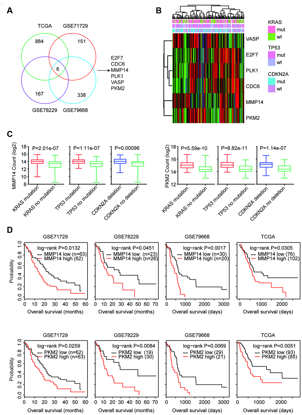 MMP14 and PKM2 are regulated by KRAS mutation, TP53 mutation and CDKN2A deletion and associated with the prognosis of patients with pancreatic cancer. (A) Venn diagram depicted that six genes E2F7, CDC6, MMP14, PLK1, VASP and PKM2 were associated with the prognosis of patients with pancreatic cancer in TCGA, GSE71729, GSE78229 and GSE79668 datasets. (B) Unsupervised clustering heatmap demonstrated the expression levels of E2F7, CDC6, MMP14, PLK1, VASP and PKM2 in TCGA PAAD datasets. (C) Box plots showed the MMP14 and PKM2 expression levels (log2 normalization count) in TCGA pancreatic cancer patients with or without genomic alterations. P values were performed using Student’s t test. (D) Kaplan-Meier survival analysis was used to compare the overall survival of MMP14 or PKM2 highly expressed patients (red) with MMP14 or PKM2 lowly expressed patients (black) in TCGA, GSE71729, GSE78229 and GSE79668 datasets. P values were generated from Log-rank test.