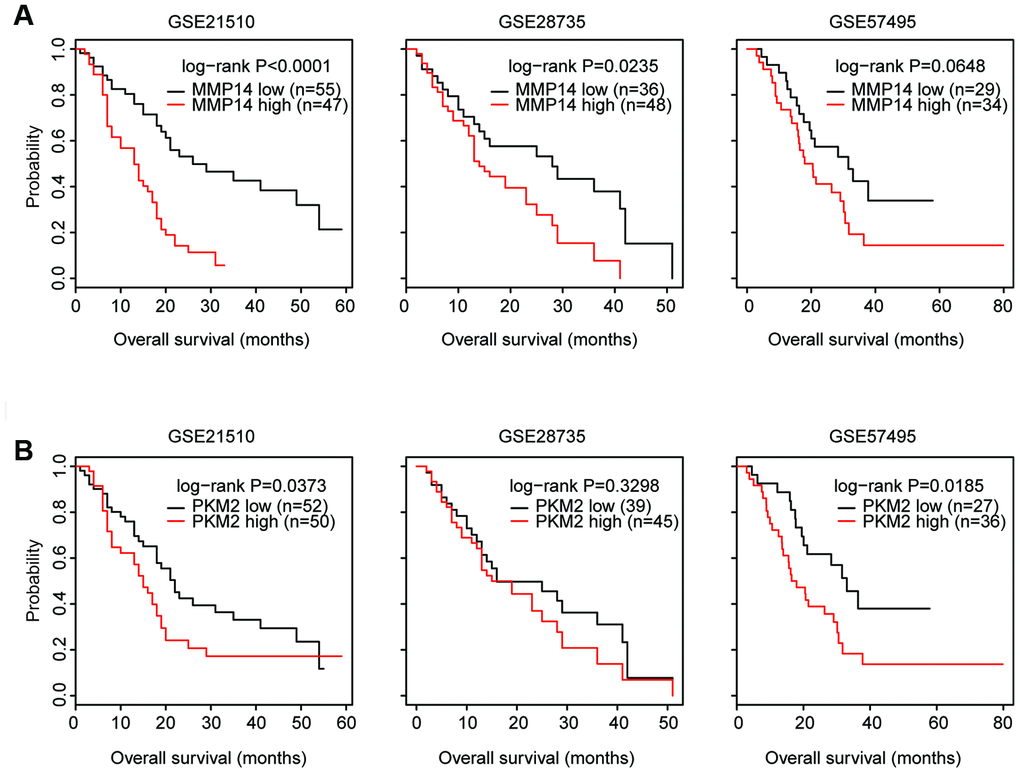 Validation of the prognosis of MMP14 and PKM2 in three GEO datasets. (A) Kaplan-Meier survival analysis was used to compare the overall survival of MMP14 highly expressed patients (red) with MMP14 lowly expressed patients (black) in GSE21250, GSE28735 and GSE57495 datasets. P values were generated from Log-rank test. (B) Kaplan-Meier survival analysis was used to compare the overall survival of PKM2 highly expressed patients (red) with PKM2 lowly expressed patients (black) in GSE21250, GSE28735 and GSE57495 datasets.
