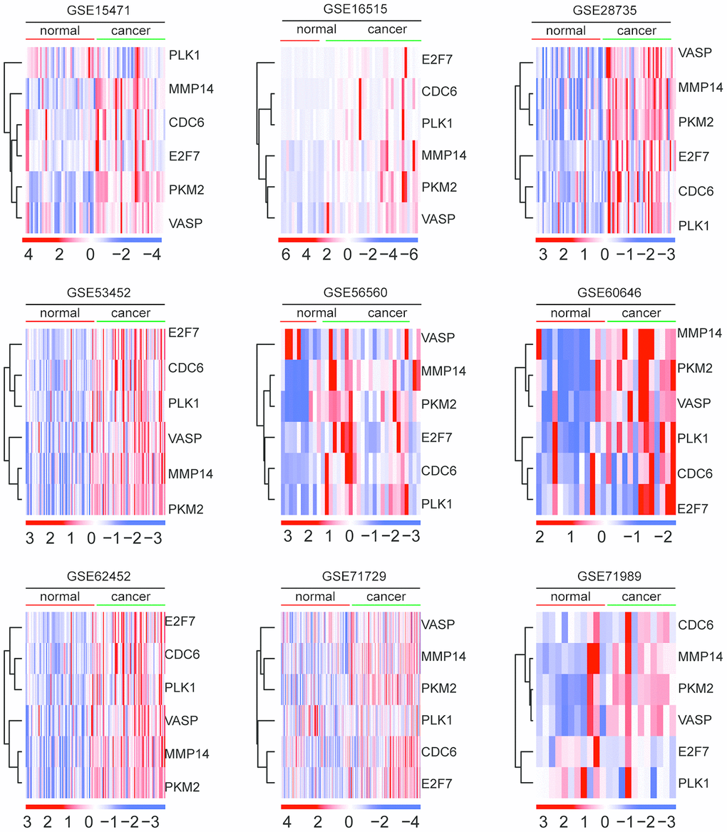 Expression levels of MMP14 and PKM2 in normal and malignant pancreatic tissues. Heatmaps demonstrated the expression levels of E2F7, CDC6, MMP14, PLK1, VASP and PKM2 in normal and malignant pancreatic tissues in GSE15471, GSE16515, GSE28735, GSE53452, GSE56560, GSE60646, GSE62452, GSE71729 and GSE71989 datasets. Up-regulated (red) and down-regulated (blue) genes were delineated.