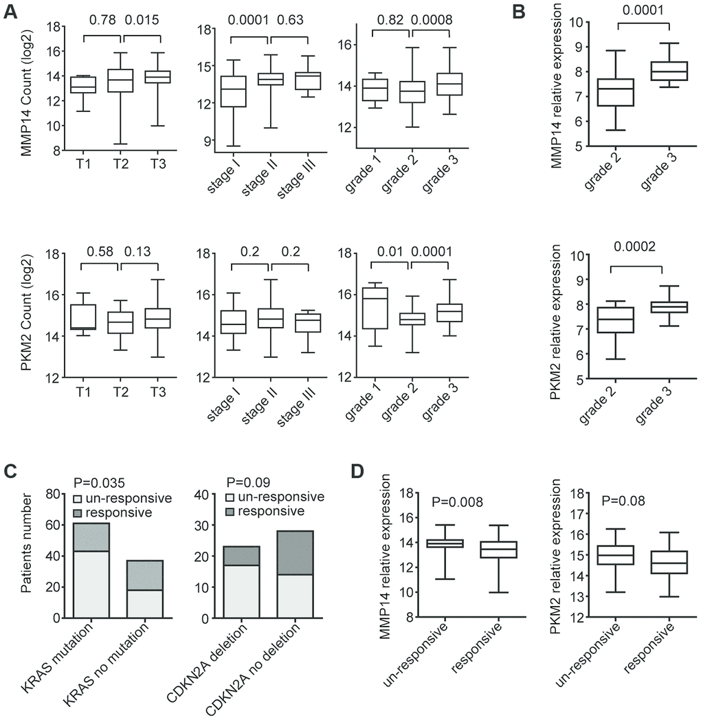 Expression levels of MMP14 and PKM2 in different subtypes of patients with pancreatic cancer. (A) Box plots demonstrated the expression levels of MMP14 and PKM2 in different subtypes of patients with pancreatic cancer in TCGA datasets. P values were determined using Student’s t test. (B) Box plots demonstrated the expression levels of MMP14 and PKM2 in different grades of patients with pancreatic cancer in GSE78829 dataset. (C) Contingency graphs showed the number of patients with KRAS or CDKN2A alterations in different clinical responsiveness. P values were determined by Chi-square test. (D) Box plots demonstrated the expression levels of MMP14 and PKM2 in treatment responsive or un-responsive patients with pancreatic cancer.