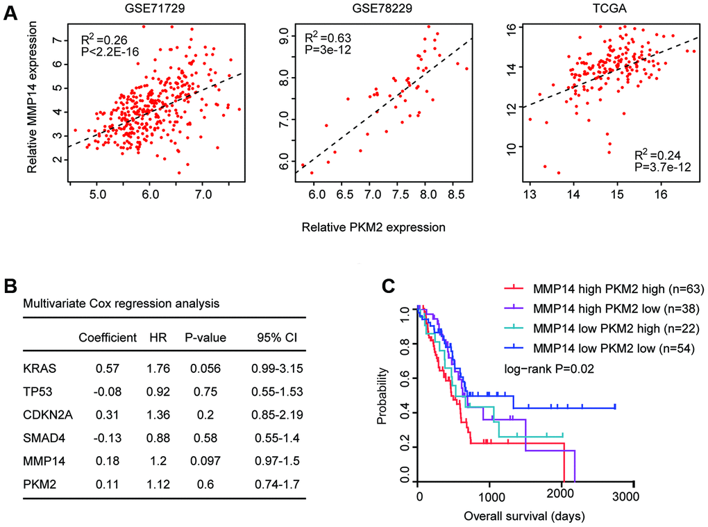Combined prognostic significance of MMP14 and PKM2 in patients with pancreatic cancer. (A) Spearman correlation of MMP14 and PKM2 expression levels in GSE71729, GSE78229 and TCGA datasets. (B) Multivariate cox regression was used to test the prognostic significance of KRAS, TP53, CDKN2A and SMAD4 alterations and MMP14 and PKM2 expression in patients with pancreatic cancer in TCGA datasets. The log-rank test was used to determine the overall survival P-value. (C) Kaplan-Meier plotters demonstrated the different overall survival of pancreatic cancer patients with high expression levels of MMP14 and PKM2 and pancreatic cancer patients with low expression levels of MMP14 and PKM2 in TCGA dataset. Log-rank test was used to determine the P values.