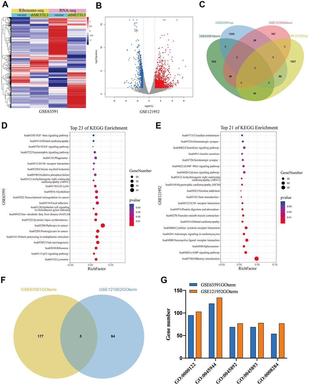 The TEGs regulated by METTL3 and METTL14 knockdown participate in distinct signaling pathways and biological processes. (A, B) The TEGs regulated by METTL3 and METTL14 knockdown. (C) Integrated analysis of M3TEGs and M14TEGs. (D, E) KEGG pathway analysis of M3TEGs and M14TEGs. (F) The number of biological processes regulated by M3TEGs and M14TEGs. (G) The common biological processes regulated by M3TEGs and M14TEGs.