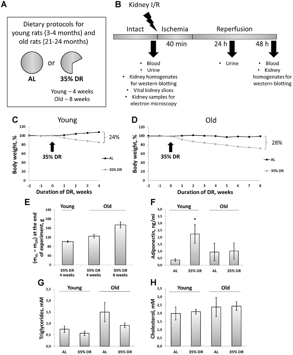 Experimental design and systemic effects of DR. (A) Dietary protocols for young and old rats during the experiment; (B) Experimental design; (C) Weight changes in young rats (n=12 for each group); (D) Weight changes in old rats (n=12 for each group); (E) The difference in body weight between AL group and DR group after 4 weeks and 8 weeks from the start of DR; (F) Adiponectin levels in serum of young and old rats on AL and 35% DR diet; (G) Triglycerides concentrations in serum of young and old rats on AL and 35% DR diet; (H) Total cholesterol concentrations in serum of young and old rats on AL and 35% DR diet. *p F–H). AL, ad libitum, DR, dietary restriction, I/R ischemia/reperfusion.