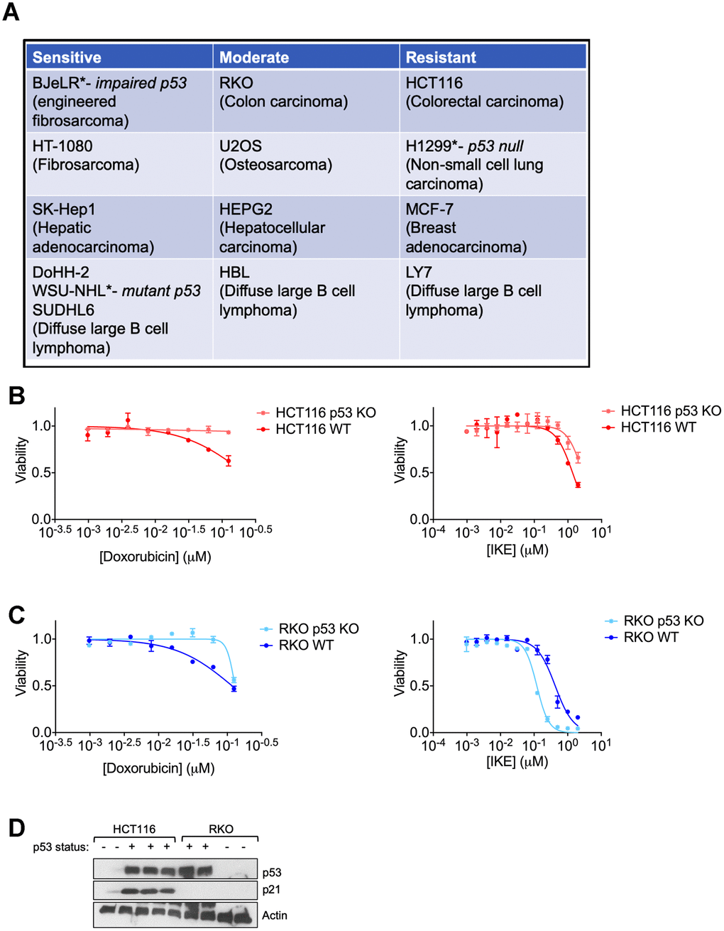 Regulation of ferroptosis by p53 is highly context specific. (A) The indicated cell lines were categorized based on the relative amount of cell death observed in response to 24 hours treatment with erastin in a 6-well format. After 24 hours of treatment, the sensitive cell lines had an EC50 of less than 2 μM of erastin, while the moderately sensitive cell lines had an EC50 that was greater than 2 μM, but lesser than 10 μM of erastin. In the resistant cell lines, erastin did not achieve 50% killing at this time point. (B, C) Viability of isogenic cell lines with wild-type (WT) p53 or no p53 (KO) in (B) HCT-116 and (C) RKO when treated with indicated doses of either doxorubicin (left panel) or IKE (right panel) for 24 hours. (D) Immunoblot showing p53 and p21 protein levels in HCT-116 and RKO cells. Multiple replicates of the wild-type and p53 KO cell lines cultured in separate dishes were used. Actin was used as a loading control. The data in (B, C) represent the mean ± SE for two of four independent experiments. The viability data have been normalized to that of the DMSO control.