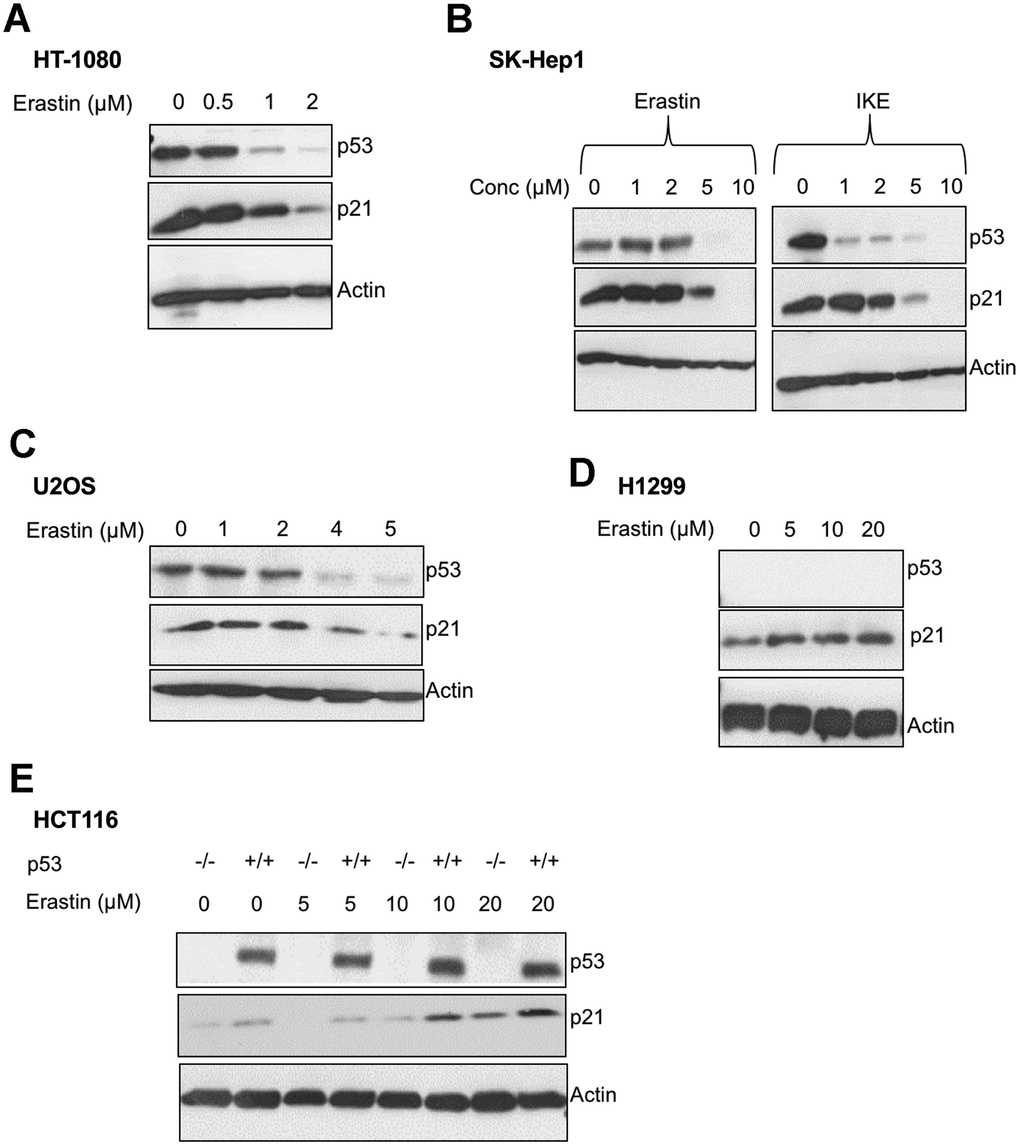 p21 protein is differentially regulated between cells that are sensitive and resistant in response to ferroptosis. (A–E) Impact of treatment with erastin/IKE on the protein levels of p21 and p53. (A) HT-1080 cells, (B) SK-HEP1 cells and (C) U2OS cells were treated for 16 hours whereas (D) H1299 cells and (E) HCT116 cells (+/+ and -/- isogenic lines with respect to p53 status) were treated for 48 hours.