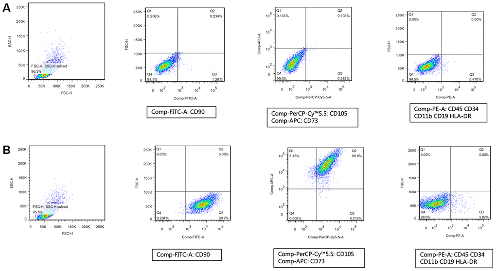 Human umbilical cord mesenchymal stem cells were successfully isolated. (A) Isotype antibodies were used as the control group of hMSCs. (B) Immunophenotypic features of hMSCs include being positive for CD90, CD105, and CD73 and negative for CD34, CD45, CD11b, CD19, and HLA-DR.