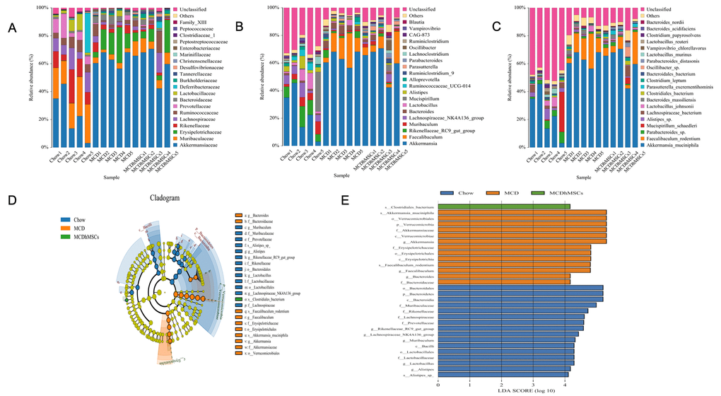 Human mesenchymal stem cells reversed the microbiome disorder induced by MCD diet. (A–C) The most abundant taxa at the family (A), genus (B), and species (C) levels. (D) LEfSe cladogram representing taxa enriched in the chow, MCD and MCD + hMSCs groups. Rings from inside out represented taxonomic levels from phylum to genus levels. Sizes of circles indicate the relative abundance of the taxa. (E) Discriminative biomarkers with an LDA score > 4.0.