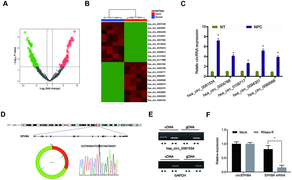 Screening of NPC-related circRNAs in GSE143797. (A, B) Hierarchical clustering analysis and volcano plots for significantly differentially expressed circRNAs in tumorous or adjacent normal tissues for NPC patients (N = 5). (C) Relative expression of 5 upregulated circRNAs in NPC tissues (n=8). (D) Schematic of hsa