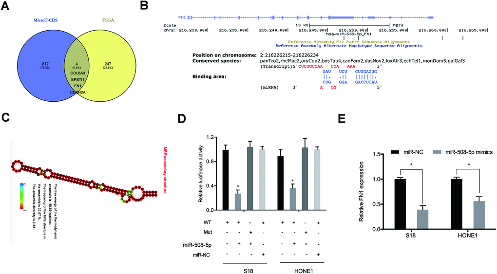 FN1 was a target of miR-508-5p. (A) Venn diagram indicating potential targets explored by MicroT-CDS and TCGA databases. (B) Predicted binding sites between miR-508-5p and FN1. (C) The secondary structure of miR-508-5p. (D) Examinations of combinations between miR-508-5p and FN1 were verified by dual-luciferase reporter assays in NPC cells. (E) FN1 expression was detected by qRT-PCR in NPC cells transfected with either miR-NC or miR-508-5p mimics. *P 