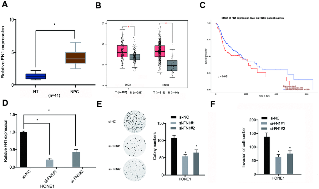 FN1 knockdown inhibited proliferative and invasive abilities of NPC cells. (A, B) FN1 expression levels in NPC tissues were analyzed through qRT-PCR and TCGA databases. (C) Relatively high levels of expression of FN1 were associated with poor prognosis for NPC patients. (D) The knockdown efficiency of si-FN1 in HONE1 cells. (E, F) Cell proliferative and invasive abilities post-knockdown of FN1 were determined through the use of colony formation and transwell assays. ESCA: esophageal carcinoma; HNSC: head and neck squamous cell carcinoma. *P 