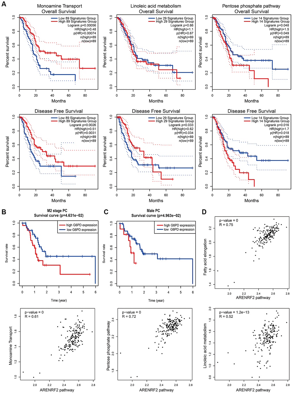 Effects and relationships of metabolic pathways on the prognosis of PC. (A) Overall survival (upper) and disease-free survival (lower) in PC patients with different expression patterns of monoamine transport (left), linoleic acid metabolism (middle) and the pentose phosphate pathway (right). Low and high expression patterns of pathways were divided by the pathway scores of PC patients calculated by the GEPIA2 tool. Blue line represented low pathway scores group and red line represented high pathway scores group. (B, C) Kaplan–Meier curves for overall survival of M2 stage (B) and male (C) PC patients with different G6PD protein expression levels. Protein expression of G6PD in PC was obtained from the TCGA-PAAD reversed-phase protein array. PC patients with incomplete clinical information were excluded. Blue line represented low G6PD expression group and red line represented high G6PD expression group. (D) Correlation between metabolic pathways and the oxidative stress pathway in PC patients. Pathway scores were calculated by the GEPIA2 tool according to gene expression in each pathway. Each dot represented specific pathway score of every PC patient.